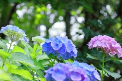 紫陽花
